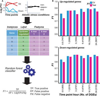 Temporal regulation of cold transcriptional response in switchgrass